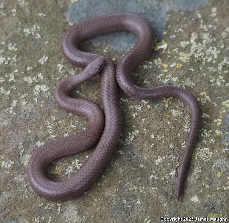 Forest Sharp-tailed Snake (Contia longicaudae)