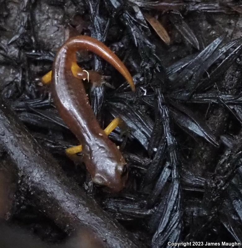 Yellow-eyed Ensatina (Ensatina eschscholtzii xanthoptica)