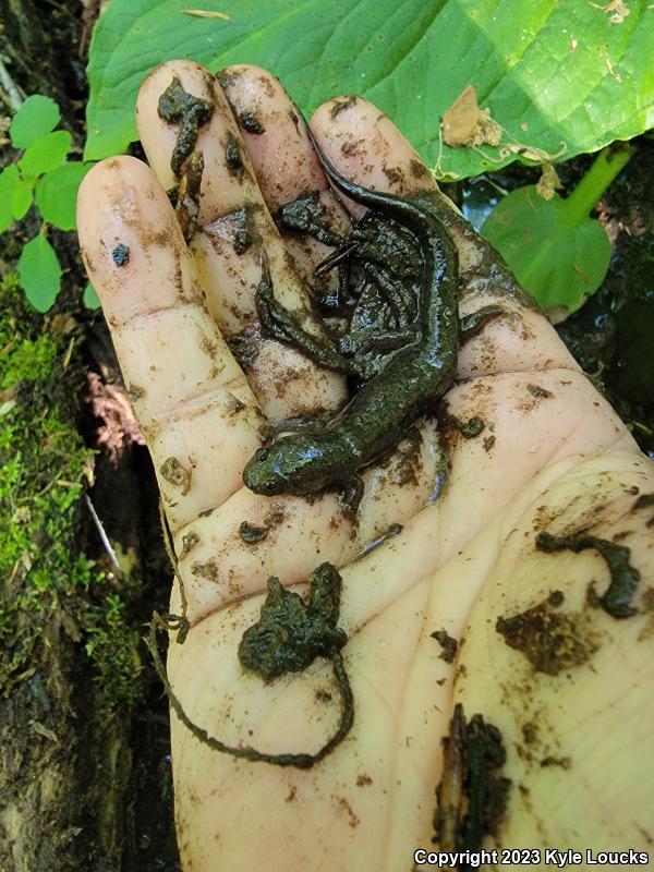 Northern Dusky Salamander (Desmognathus fuscus)