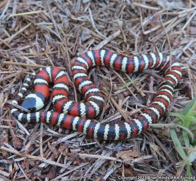 San Bernardino Mountain Kingsnake (Lampropeltis zonata parvirubra)