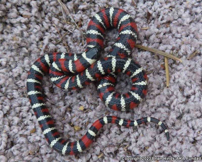 San Bernardino Mountain Kingsnake (Lampropeltis zonata parvirubra)