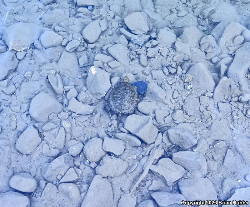 Western Pond Turtle (Actinemys marmorata)