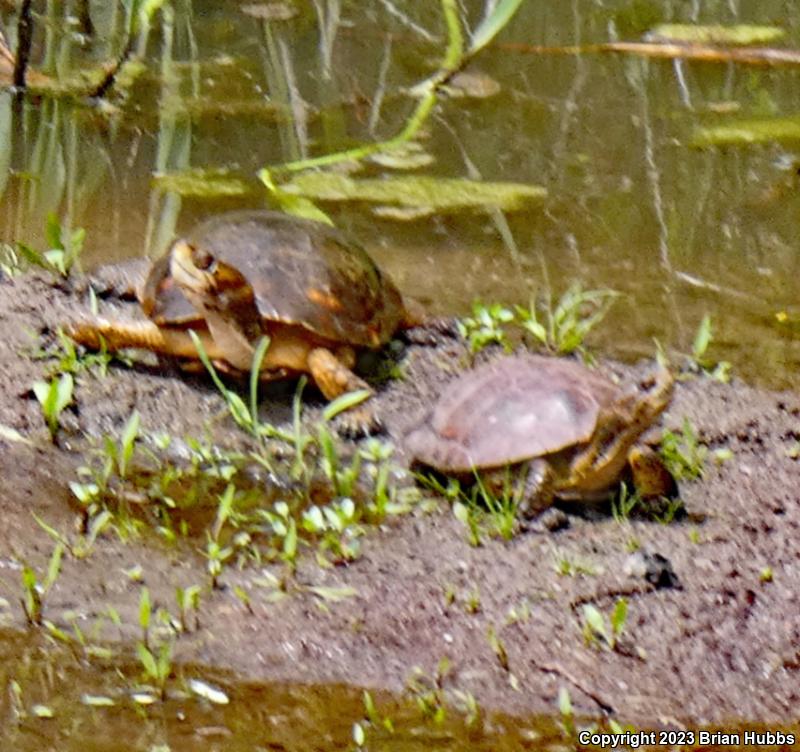 Western Pond Turtle (Actinemys marmorata)