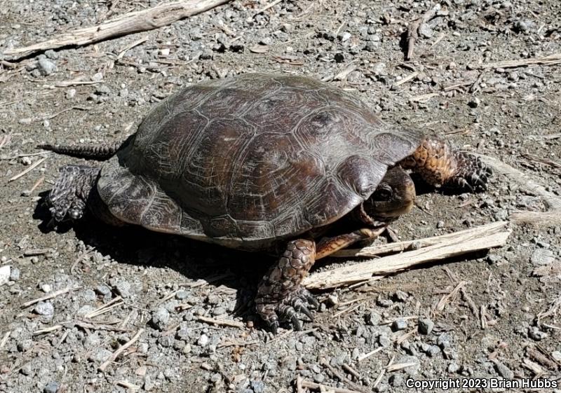 Western Pond Turtle (Actinemys marmorata)