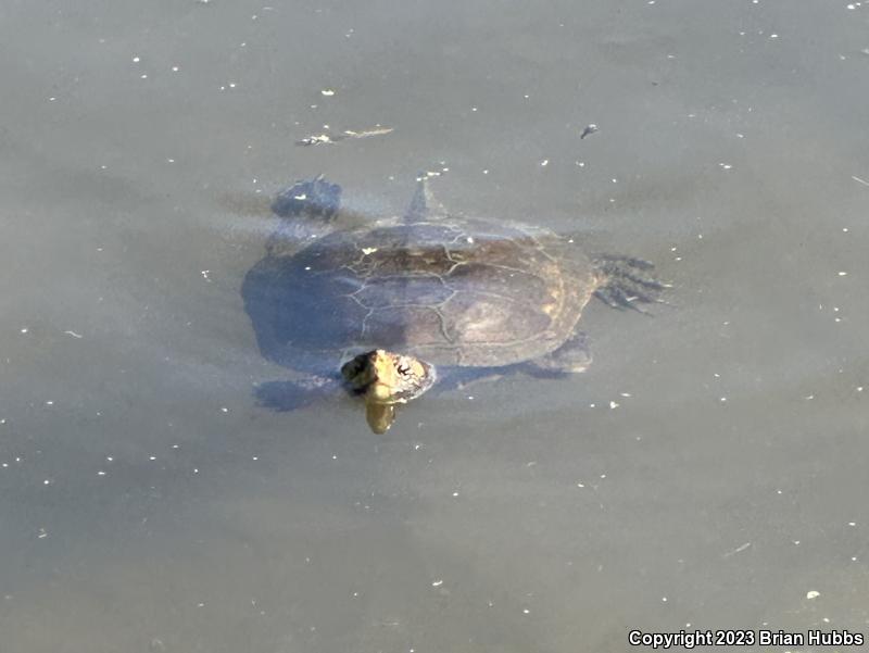 Western Pond Turtle (Actinemys marmorata)