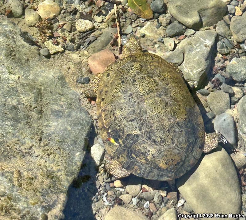 Western Pond Turtle (Actinemys marmorata)