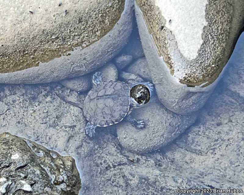 Western Pond Turtle (Actinemys marmorata)