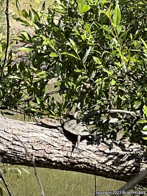 Western Pond Turtle (Actinemys marmorata)