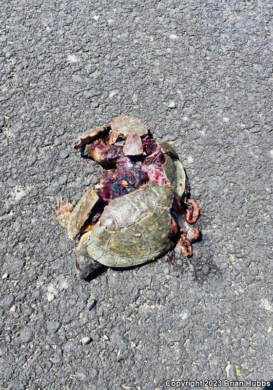 Western Pond Turtle (Actinemys marmorata)