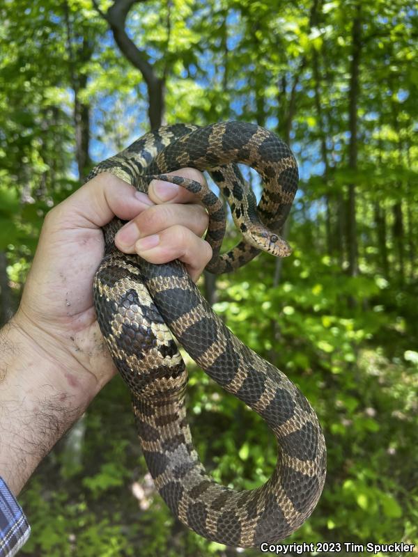 Eastern Foxsnake (Pantherophis gloydi)