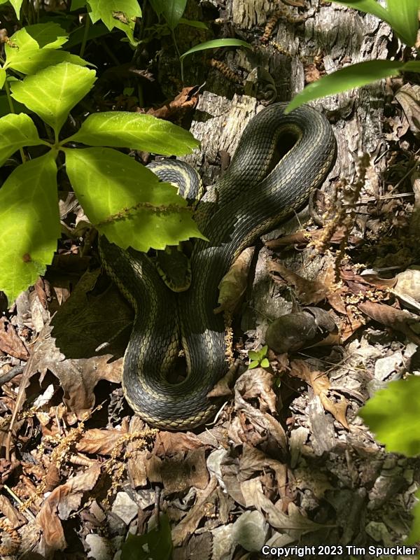 Eastern Gartersnake (Thamnophis sirtalis sirtalis)