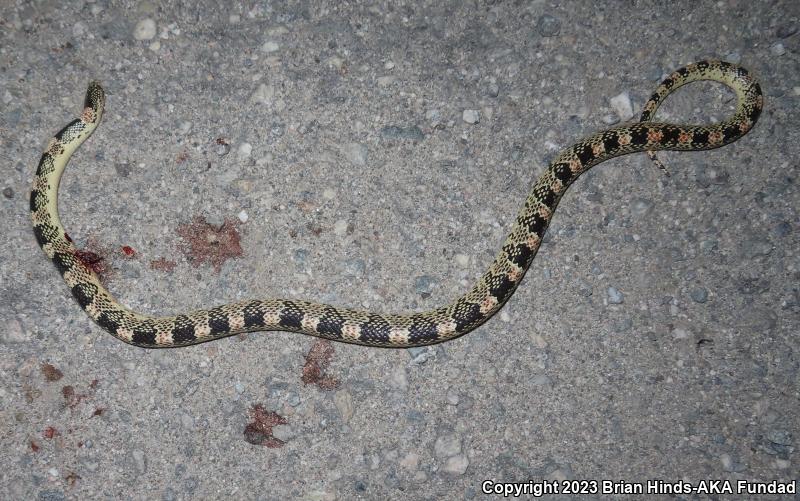 Western Long-nosed Snake (Rhinocheilus lecontei)