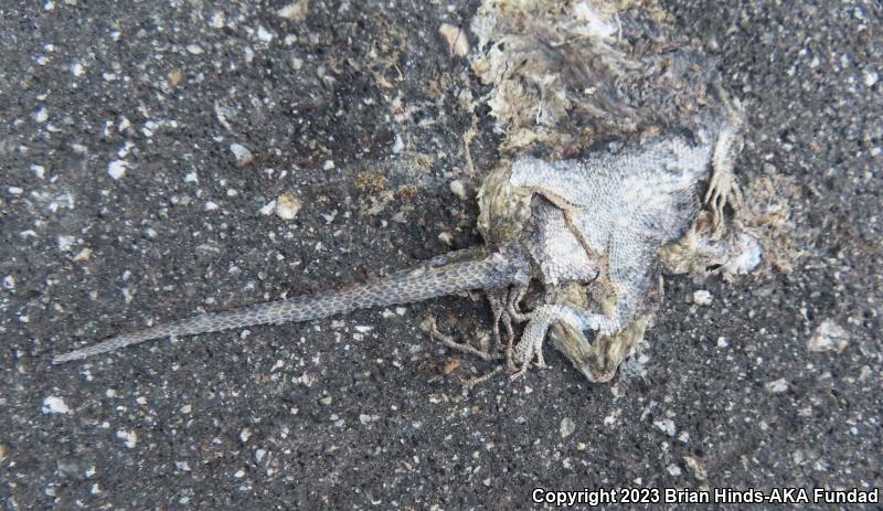 Western Fence Lizard (Sceloporus occidentalis)