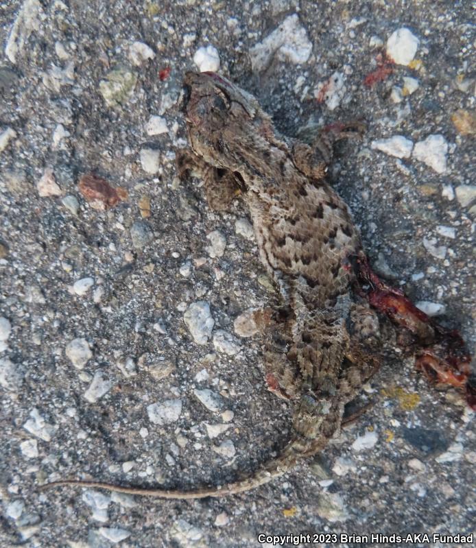 Western Fence Lizard (Sceloporus occidentalis)