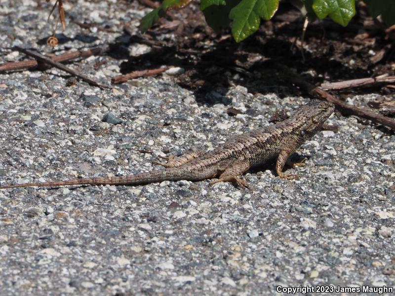 Coast Range Fence Lizard (Sceloporus occidentalis bocourtii)