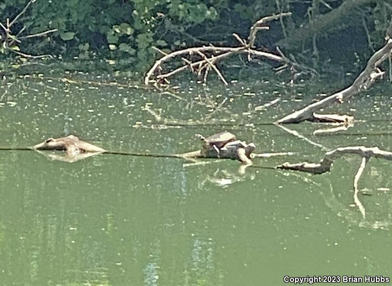 Western Pond Turtle (Actinemys marmorata)