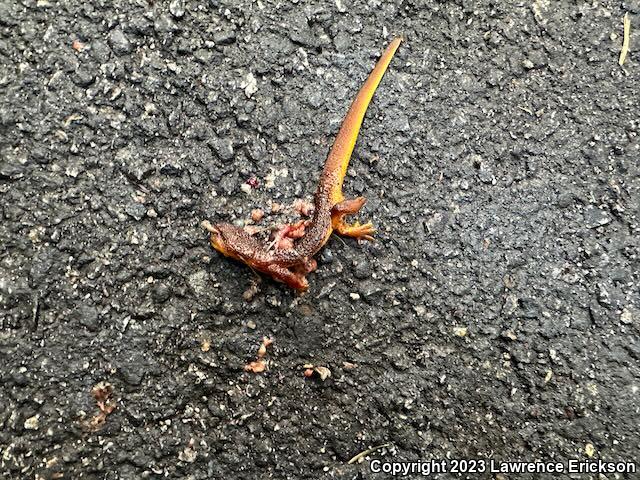 Coast Range Newt (Taricha torosa torosa)