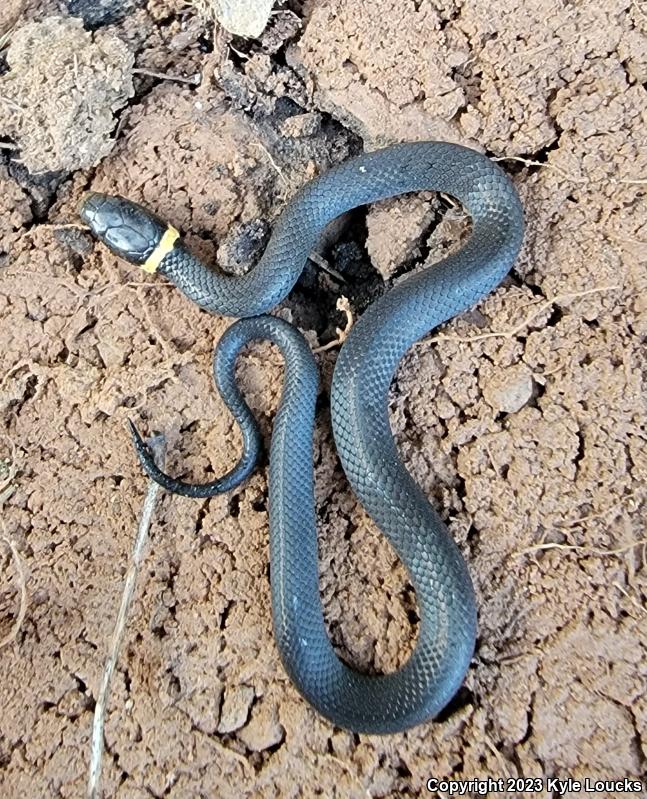 Northern Ring-necked Snake (Diadophis punctatus edwardsii)