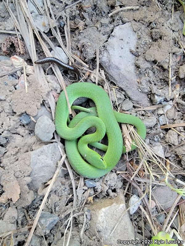 Eastern Smooth Greensnake (Opheodrys vernalis vernalis)