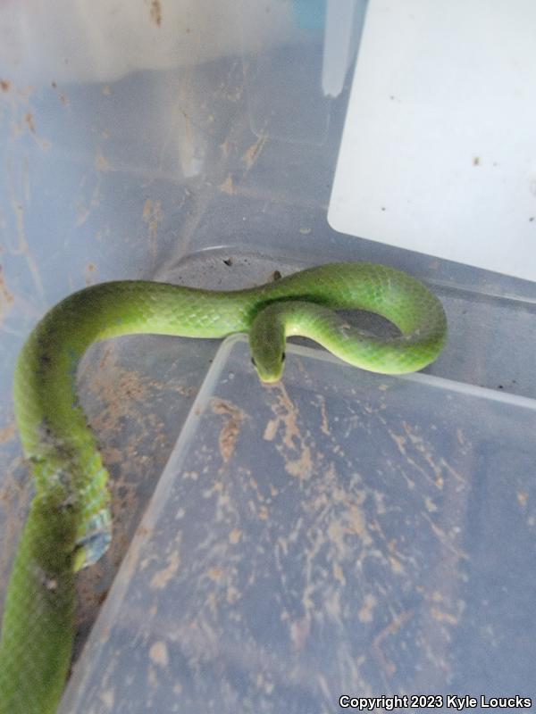 Eastern Smooth Greensnake (Opheodrys vernalis vernalis)