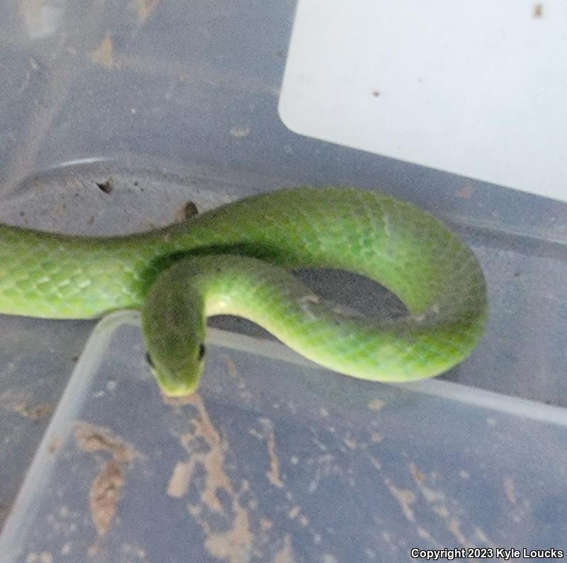 Eastern Smooth Greensnake (Opheodrys vernalis vernalis)