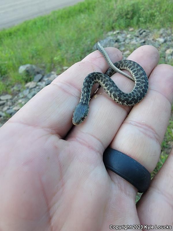 Eastern Gartersnake (Thamnophis sirtalis sirtalis)