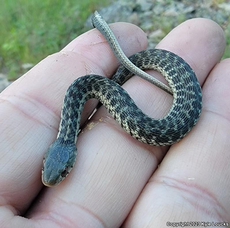 Eastern Gartersnake (Thamnophis sirtalis sirtalis)