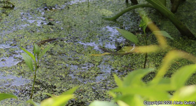 Northern Watersnake (Nerodia sipedon)