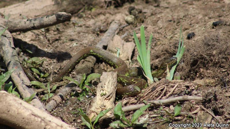 Northern Watersnake (Nerodia sipedon)