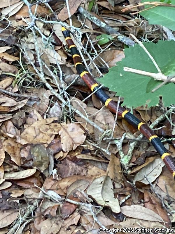 Eastern Coral Snake (Micrurus fulvius)