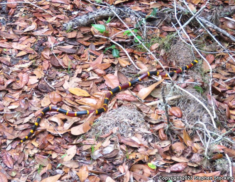 Eastern Coral Snake (Micrurus fulvius)