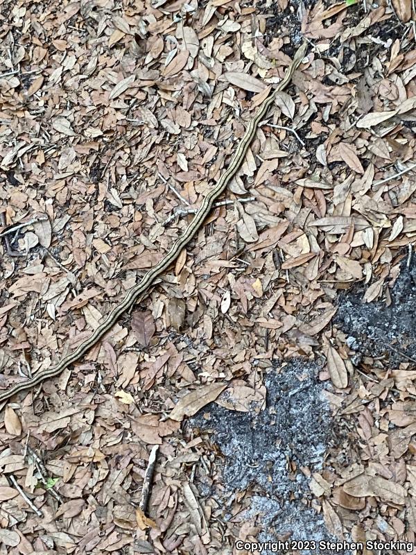 Yellow Ratsnake (Pantherophis obsoletus quadrivittatus)