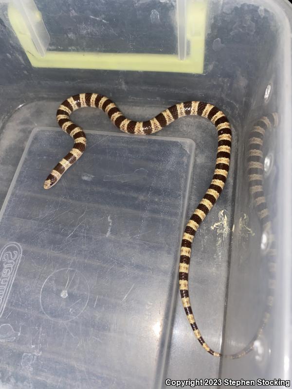 Nevada Shovel-nosed Snake (Chionactis occipitalis talpina)