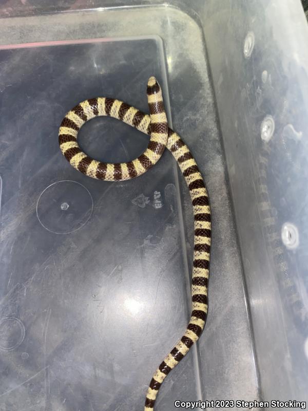 Nevada Shovel-nosed Snake (Chionactis occipitalis talpina)