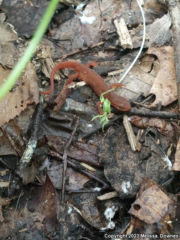 Eastern Newt (Notophthalmus viridescens)