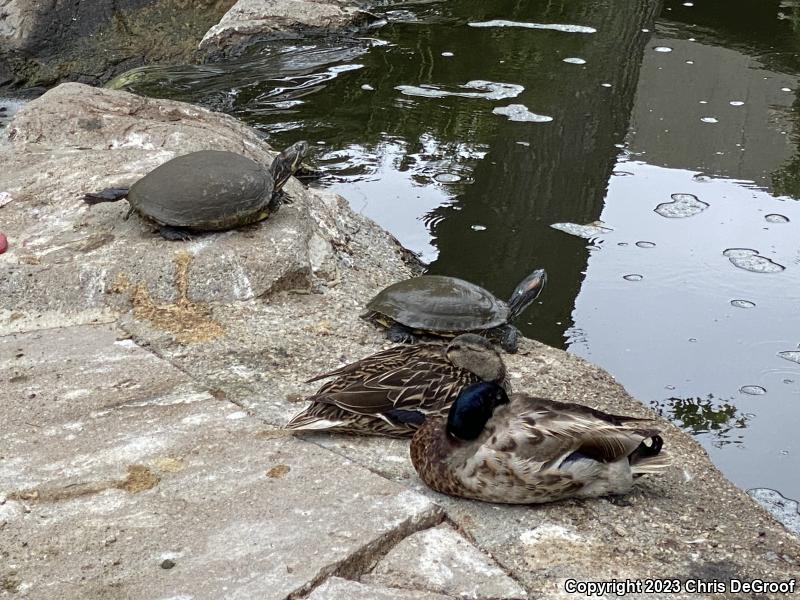 Red-eared Slider (Trachemys scripta elegans)