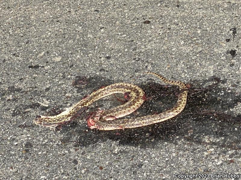 Pacific Gopher Snake (Pituophis catenifer catenifer)