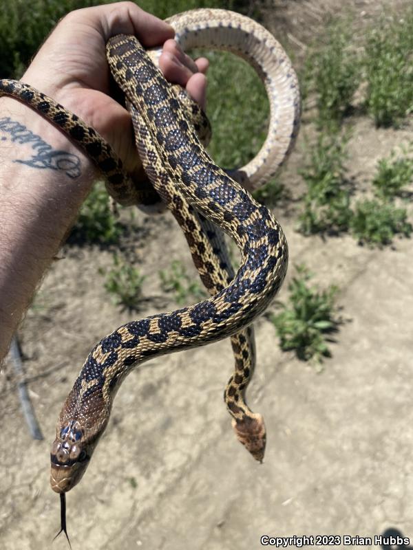 Pacific Gopher Snake (Pituophis catenifer catenifer)