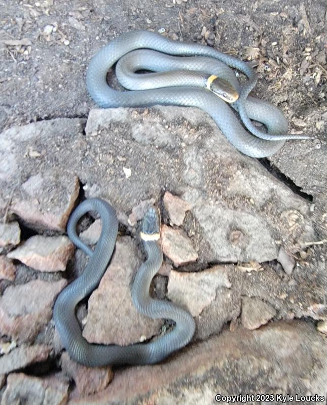 Northern Ring-necked Snake (Diadophis punctatus edwardsii)