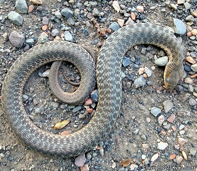 Eastern Gartersnake (Thamnophis sirtalis sirtalis)