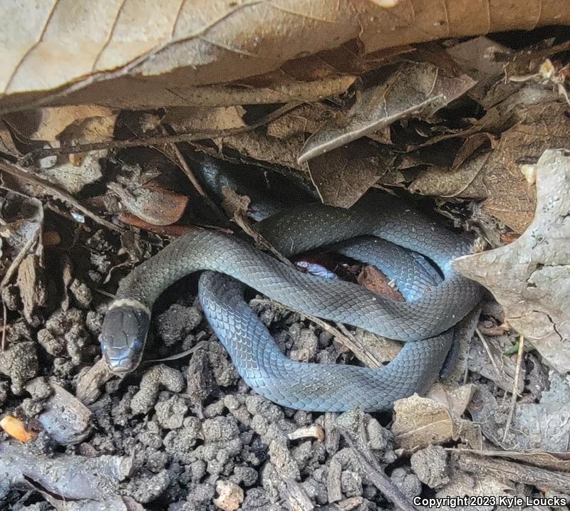 Northern Ring-necked Snake (Diadophis punctatus edwardsii)