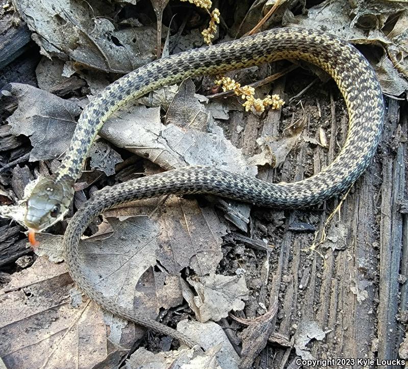 Eastern Gartersnake (Thamnophis sirtalis sirtalis)