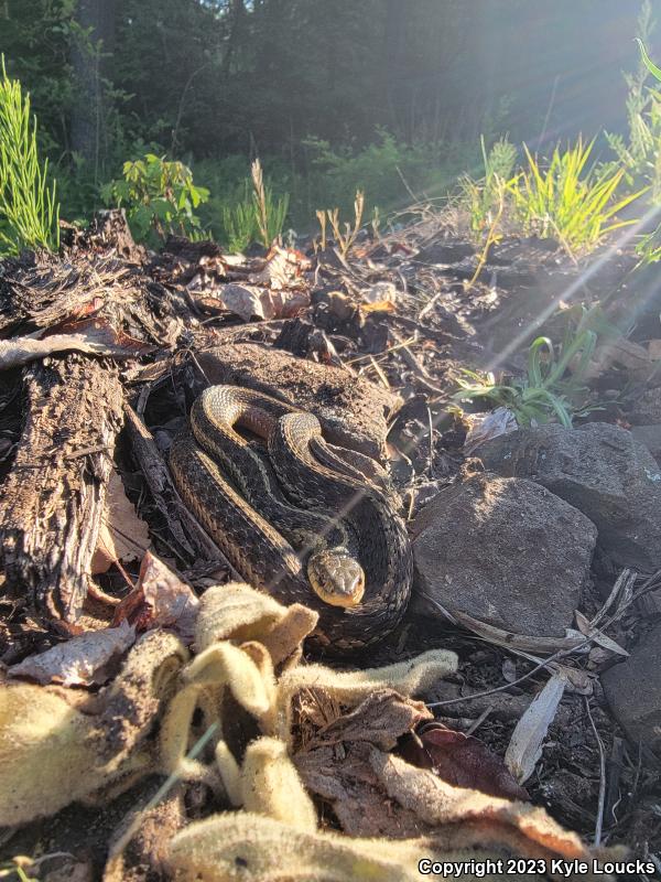 Eastern Gartersnake (Thamnophis sirtalis sirtalis)