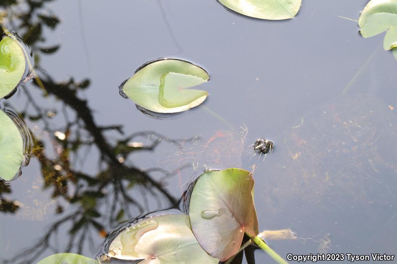 Florida Red-bellied Cooter (Pseudemys nelsoni)