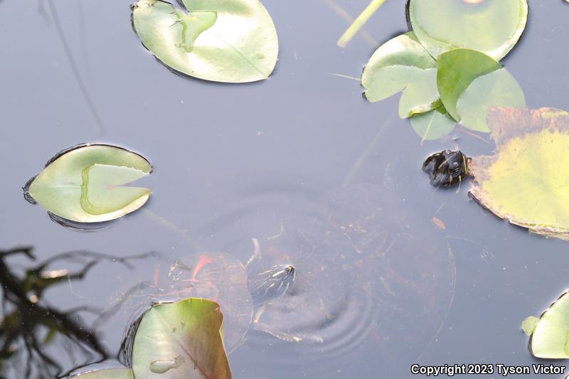 Florida Red-bellied Cooter (Pseudemys nelsoni)