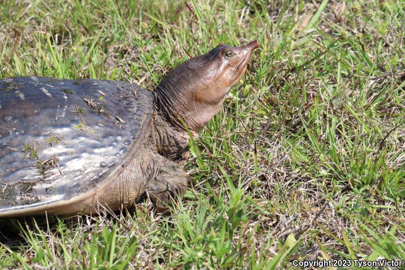 Florida Softshell (Apalone ferox)