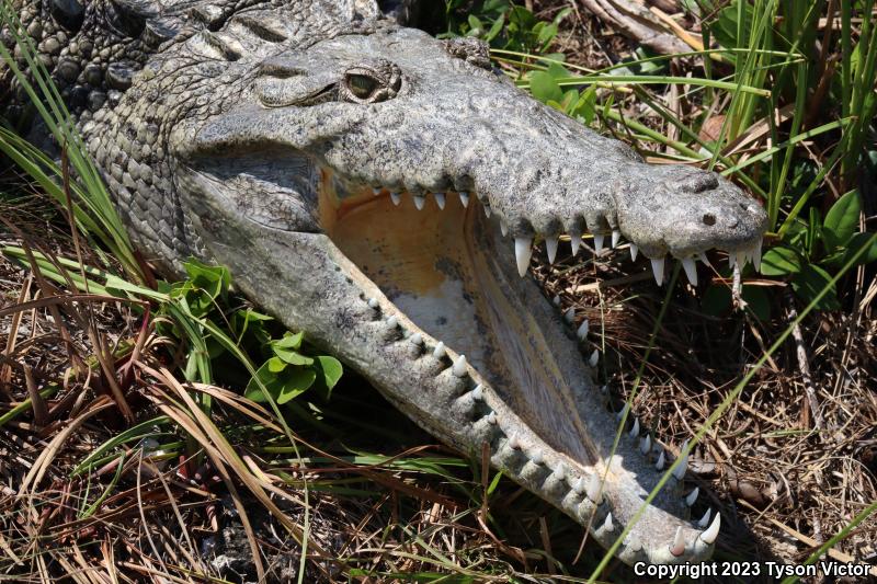 American Crocodile (Crocodylus acutus)