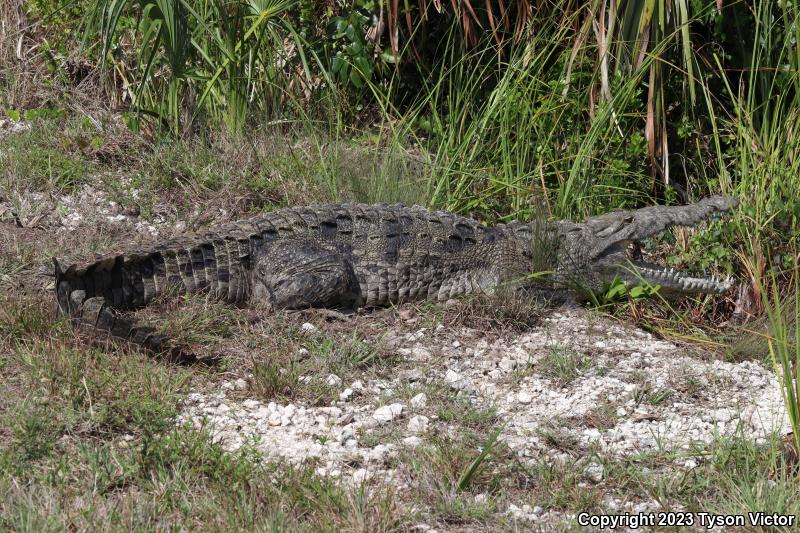 American Crocodile (Crocodylus acutus)