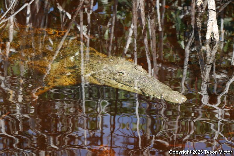 American Crocodile (Crocodylus acutus)