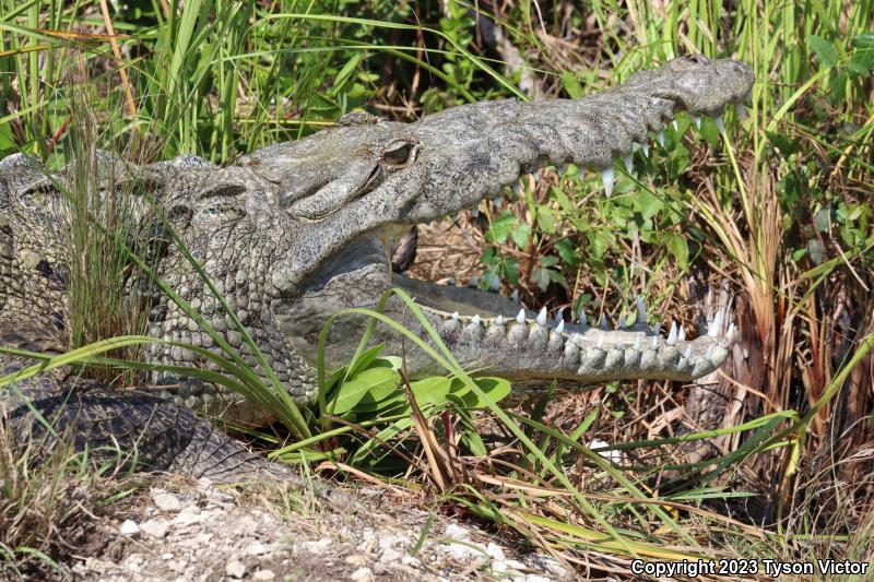 American Crocodile (Crocodylus acutus)